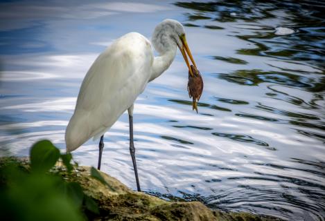 Fisch gefangen 