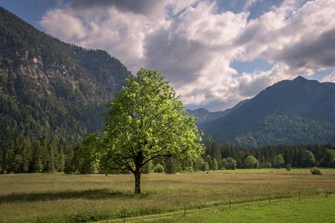 Licht im Baum