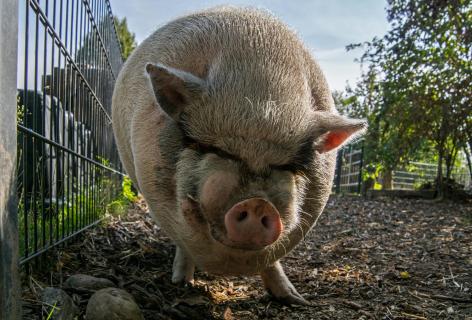 Schwein gehabt... Boris