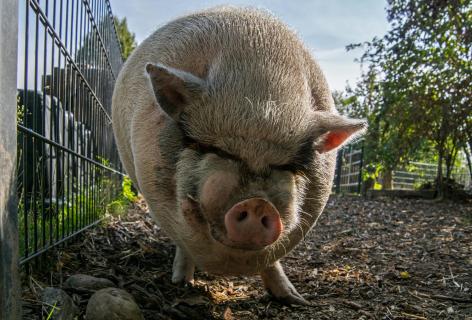 Schwein gehabt... Boris