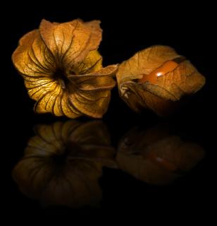 Physalis