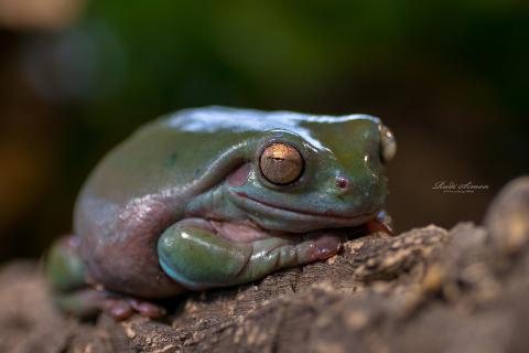 Korallenfingerfrosch