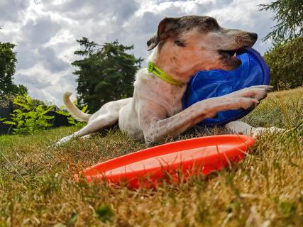 Frisbee Pause