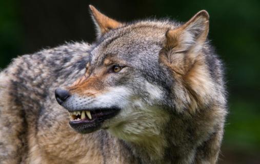 Europäischer Wolf (Canis lupus)