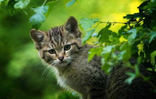 Europäische Wildkatze