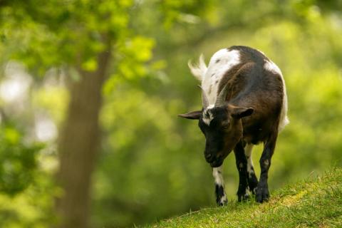 Zwergziegenbock