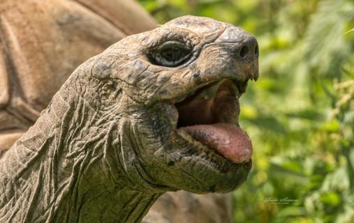 Bernhard - Seychellen Riesenschildkröte