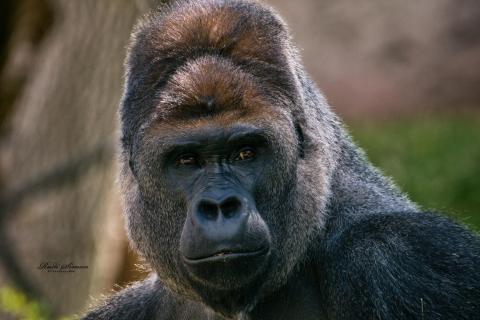 Kidogo - Westlicher Flachlandgorilla