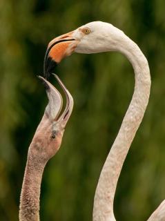 Flamingo Fütterung