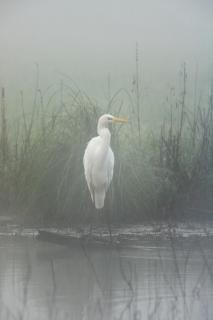 Silberreiher im Frühnebel