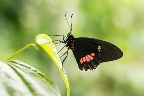 Gewöhnlicher Parides