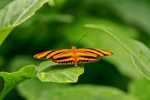 Orange Tiger 