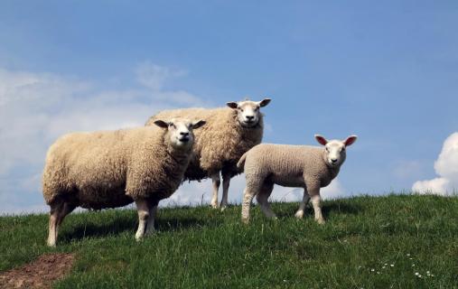 Familie Schaf beim Fototermin