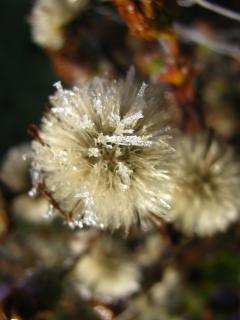 Verblühte Aster