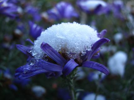 Schneehaube