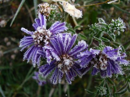 vereiste Aster