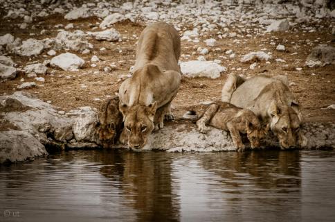 Lion family