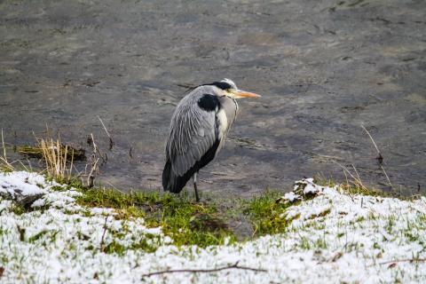 Fischreiher...