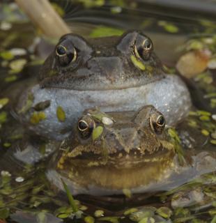 Froschpaarung