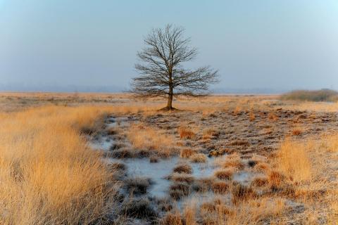 Der Baum