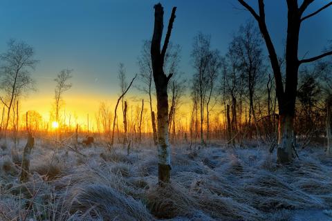 Frost im Moor