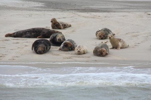 Gruppenfoto der Robbenfamilie