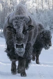 Frosty Bison