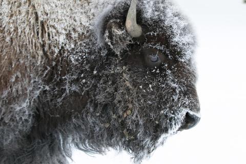 Frosty Bison