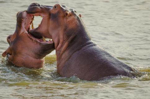 Hippo Kabbelei
