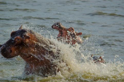 Hippo Wasserschlacht