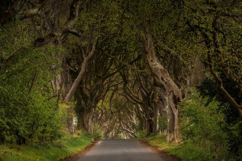 Dark Hedges