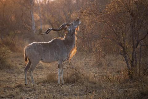 Kudu im Morgenlicht