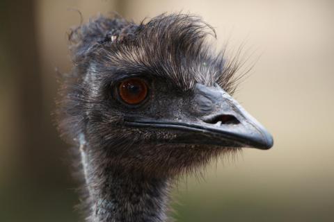 Auge um Auge mit einem Emu