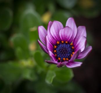 Blüte nach Regenschauer