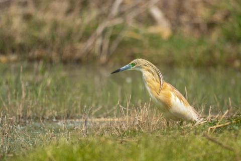 Rallenreiher auf der Futterjagd