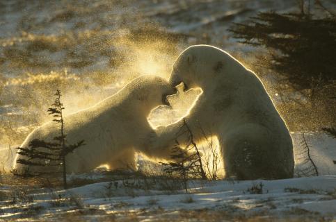 Eisbären in Canada