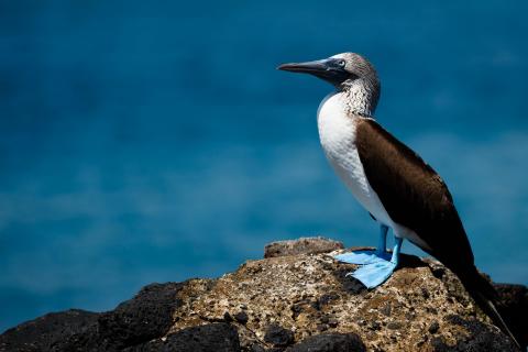 Blaufusstölpel Galapagos