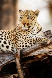 Leopard