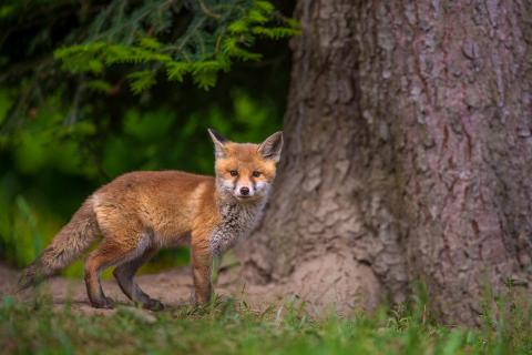 Der Märchenfuchs