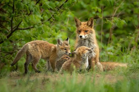 Glückliche Familie