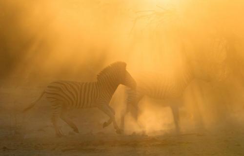 Geisterzebras