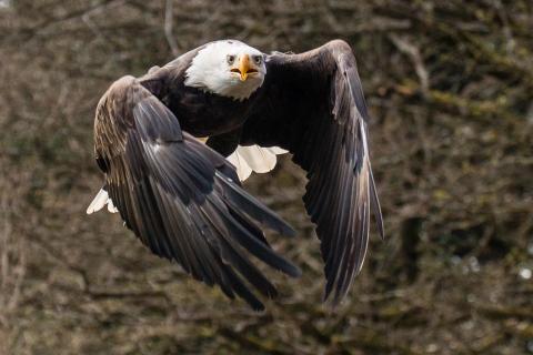 Weiskopfseeadler im Flug