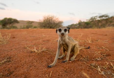 Kalahari - Meerkat