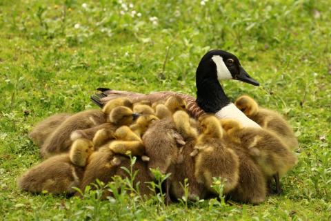 **Alle meine Gänslein**