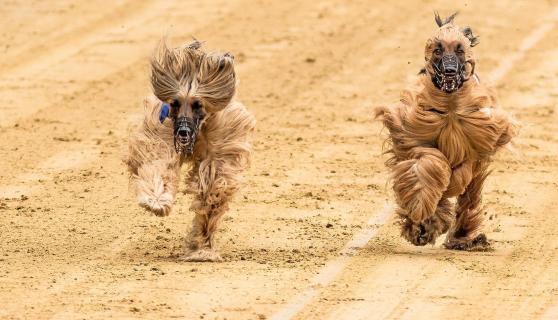 Wind in den Haaren