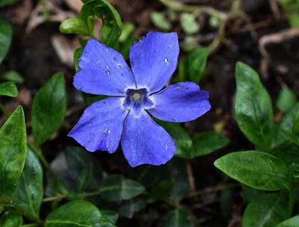 blaue Blüten