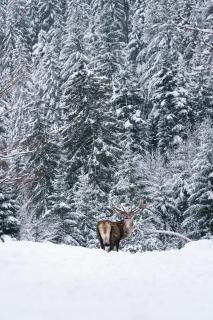 Winter Deer