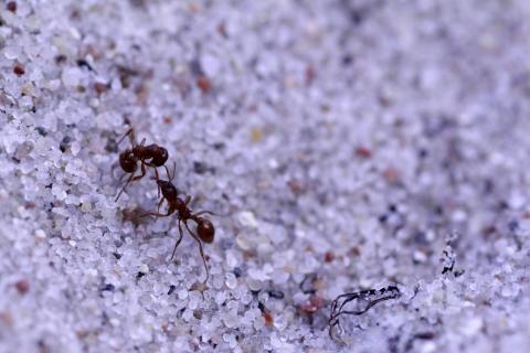 Zwei Ameisen
