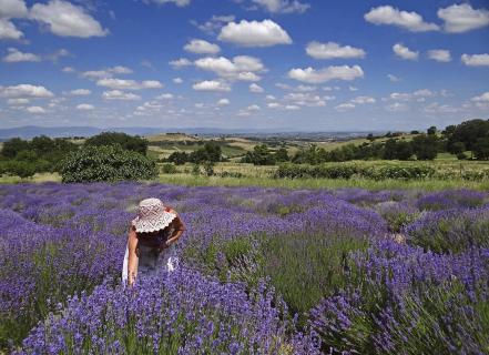 Lavendel in der Toskana