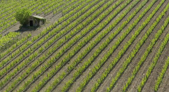 Weinfeld bei Montalcino - Toskana